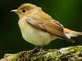 Spiel Liebenswerte Vögel  Online