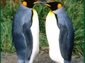 Spiel Pinguin-Puzzle  Online