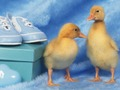 Spiel Liebenswertes Puzzle der kleinen Kreaturen  Online