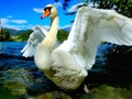Spiel Schwäne rutschen  Online