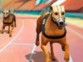 Spiel Crazy Dog Racing Fever  Online