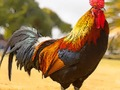 Spiel Hausvogel-Puzzle  Online