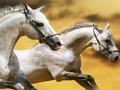 Spiel Running Horse Slide Online