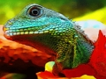 Spiel Chinesisches Wasserdrachen-Puzzle  Online