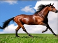 Spiel Tiere Puzzle Pferde  Online