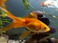 Spiel Goldfisch-Puzzle  Online
