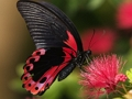 Spiel Natur-Puzzle-Schmetterling  Online