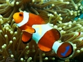 Spiel Unterwasser versteckte Zahlen  Online