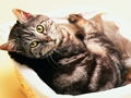 Spiel Lustige Katzen und Hunde Puzzle  Online