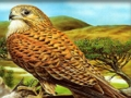 Spiel Greifvogel-Puzzle  Online