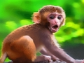 Spiel Lustiger Baby-Affe  Online