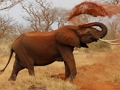 Spiel Tiere Puzzle - Elefanten  Online