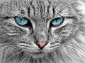Spiel Katzenauge Puzzle  Online