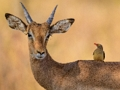 Spiel Wildhirsch-Puzzle  Online