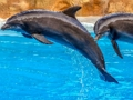 Spiel Sea Dolphin Puzzle  Online