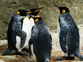 Spiel Königspinguin-Puzzle  Online