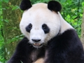 Spiel Tierpuzzle  Online