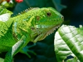 Spiel Wilder Leguan  Online