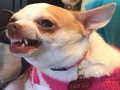 Spiel Welcher Meme-Hund bist du?  Online
