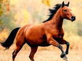 Spiel Pferderutsche  Online
