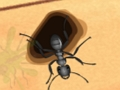 Spiel Zerschmettere die Ameisen  Online