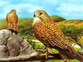 Spiel Greifvogelrutsche  Online