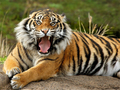 Spiel Tiere Puzzle Tiger  Online