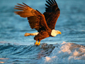 Spiel Tiere Puzzle Adler  Online