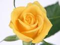 Spiel Gelbe Rosen  Online