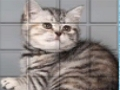 Spiel PicPu-Katze  Online