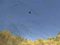 Spiel Tukan-Shooter  Online