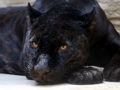 Spiel Black-Panther-Puzzle  Online