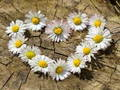 Spiel Gänseblümchen-Herz-Puzzle  Online