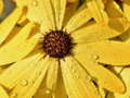Spiel Blumenblätter Regentropfen Puzzle  Online