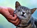 Spiel Kitzelnde Katze  Online