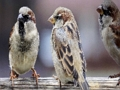 Spiel Sparrow-Familien-Puzzle  Online