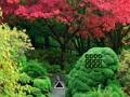 Spiel Maple Leaf Gartenflucht  Online