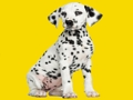 Spiel Phantom-Welpen-Puzzle  Online