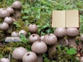 Spiel Lycoperdon-Pilz-Landflucht  Online