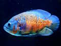 Spiel Tigerfisch-Puzzle  Online