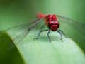 Spiel Drachenfliegen-Puzzle  Online