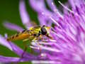Spiel Insektenpuzzle  Online