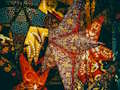Spiel Weihnachtssterne-Puzzle  Online