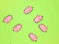 Spiel Rette die Schweinchen  Online