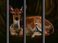 Spiel Rettung wilder Tiere  Online