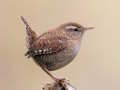 Spiel Birdlingo Online