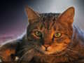 Spiel Haustier-Puzzle  Online