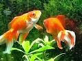 Spiel Blauer Fisch entkommen Online