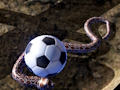 Spiel Python-Schlangensimulator  Online