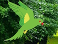 Spiel Papagei findet das Nest  Online
